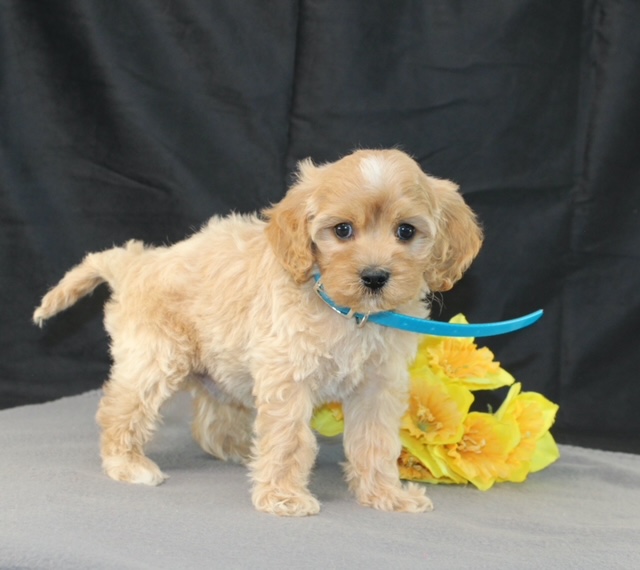 puppy, for, sale, Mini Goldencavadoodles, Ivan J. Stoltzfus, dog, breeder, Dornsife, PA, dog-breeder, puppy-for-sale, forsale, nearby, find, puppyfind, locator, puppylocator, aca